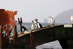 Tasmania �nica