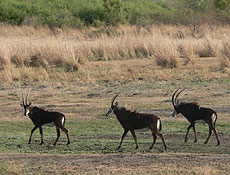 Gacelas y antílopes pueblan Namibia.