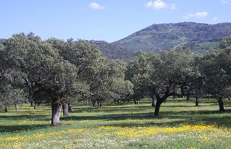 Dehesa
