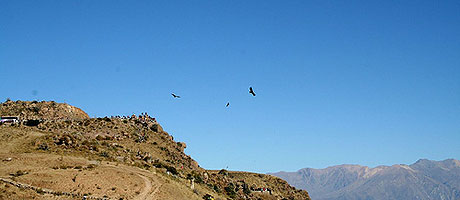 El cañón del Colca, cuna de los Sibayo, es un paraje espectacular.