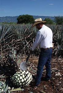 Tequila, M�xico.