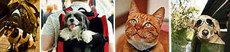 Especial Mascotas