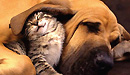 Especial Mascotas