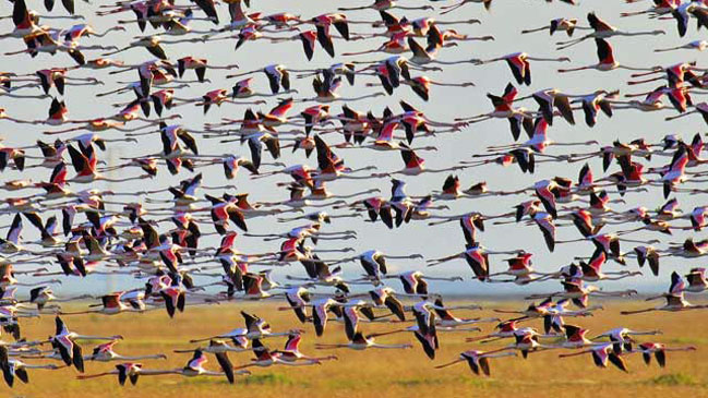 Parque Natural de Doñana.
